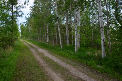 White Birch Trees along Ahnapee Trail