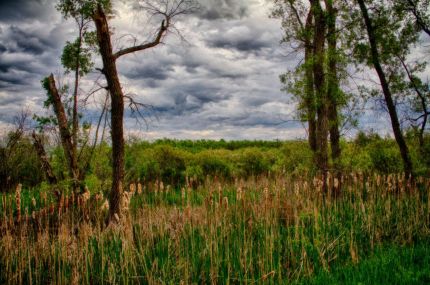 Cattails along Ahnapee Trail