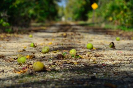 Walnuts on Bike Trail