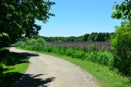 Marshy area near bike path