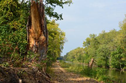 Broken Stump along Hennepin Canal Trail