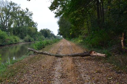 Tree / Log across the Hennepin Canal Trail