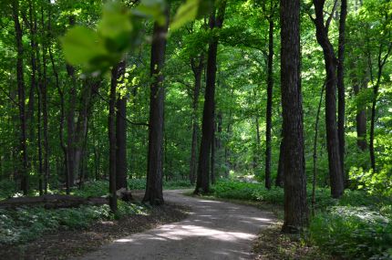 Tall Trees on Kankakee Trail