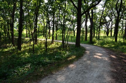 Sunlight through the trees in Moraine Hills State Park