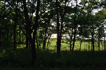 Tree silhouettes in the shadows