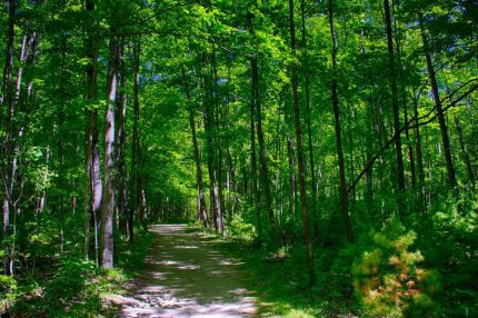 Wooded part of Sunset Trail