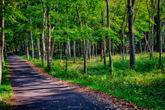 Woods on Virgil Gilman Trail