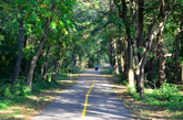 Recumbent Rider and Tall Trees