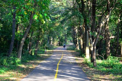 Recumbent Rider and Tall Trees on Virgil Gilman Trail