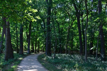 DPR Trail through Campground Woods