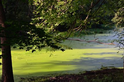 Green Des Plaines River as seen from DPR bike trail