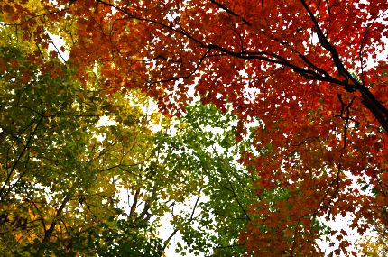 Bright fall colors as seen from bike trail