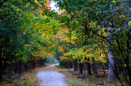 Fall colors on the DPRT