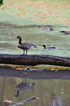 Geese and Ducks along the DPRT