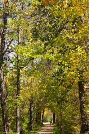 High canopy of trees and color on bike trail