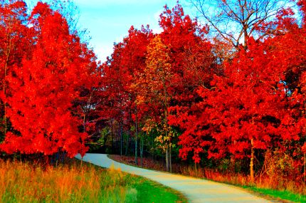 Bike trail sith bright red, orange trees