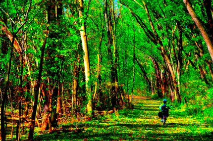 Bike rider in color saturated canopy of trees