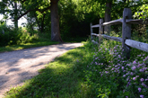 Fence and Flowers along Millenium Bike Trail