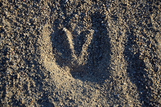 Deer footprint on Millennium Trail