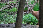 Deer seen from North Brance Trail