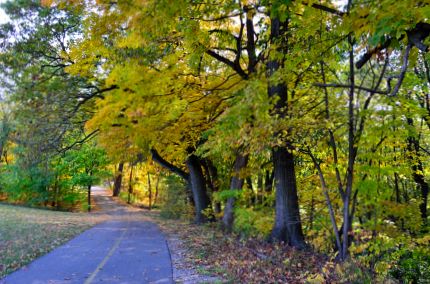 The North Branch Trail in the fall