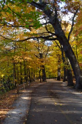 The North Branch Trail in Miami Woods