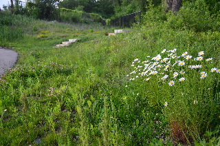 Daiseys and Memorial on Skokie Valley Trail