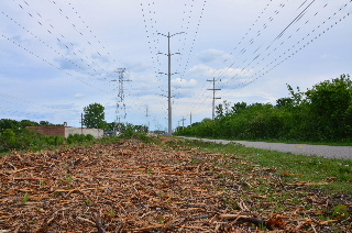 Shredded branches and Skokie Valley Bike Path