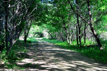 Tree Tunnel on Great River Trail