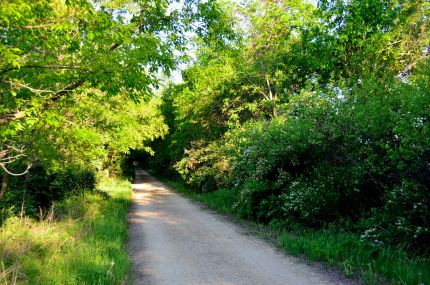 Drier more Wooded part of GRT