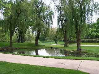 A pond in residential area