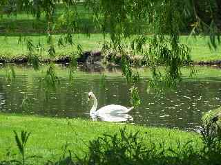 Swan from Lake on Banbury