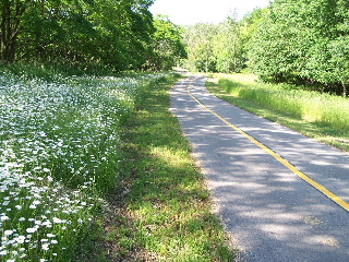 Bike Trail Daisies