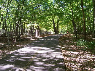 The Busse Woods bike trail elk herd area.