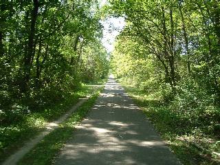 Tree covered path