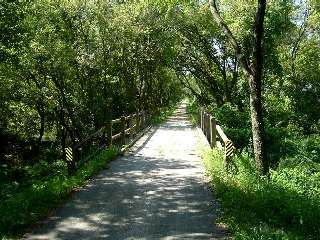 Bridge back into the brush