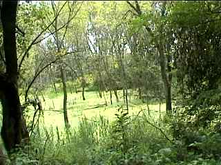 Bright green wetlands