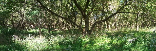 Wide view of tree in the woods